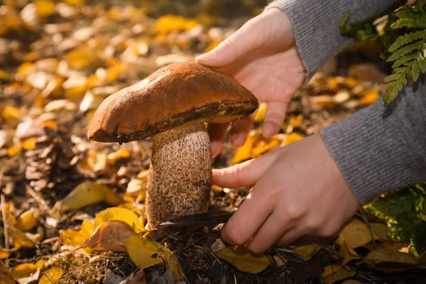 Woman with knife cutting fresh wild mushroom in forest, closeup