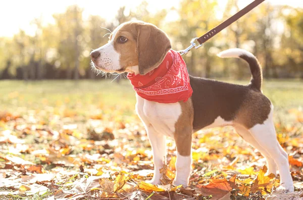 Söt Beagle Parken Höstdagen Hundpromenader — Stockfoto