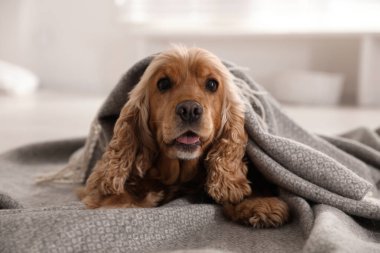 Şirin İngiliz cocker spaniel köpeği yerde gri ekoseli