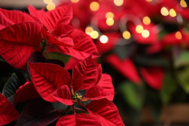 Red Poinsettia bulanık ışıklı ışıklara karşı, yakın çekim. Geleneksel Noel çiçeği
