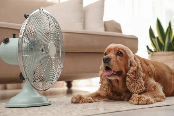 Anglický Kokršpaněl Užívá Proudění Vzduchu Ventilátoru Podlaze Letní Teplo — Stock fotografie