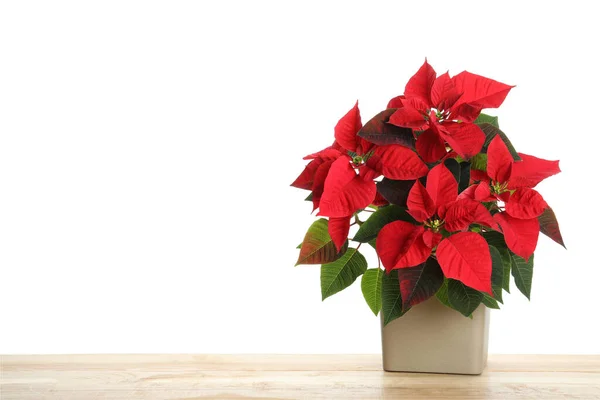 Κόκκινο Poinsettia Κατσαρόλα Ξύλινο Τραπέζι Χώρος Για Κείμενο Χριστουγεννιάτικο Παραδοσιακό — Φωτογραφία Αρχείου