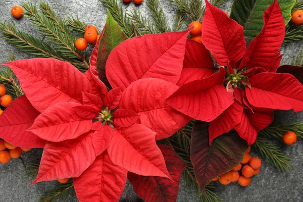 Επίπεδη Σύνθεση Lay Όμορφο Poinsettia Γκρι Φόντο Χριστουγεννιάτικο Παραδοσιακό Λουλούδι — Φωτογραφία Αρχείου