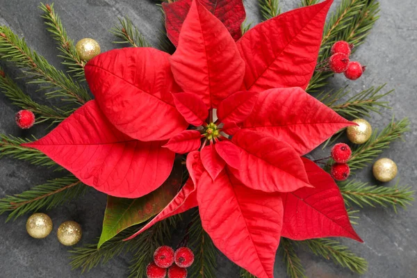 Composizione Flat Lay Con Bellissime Poinsettia Fondo Grigio Natale Fiore — Foto Stock