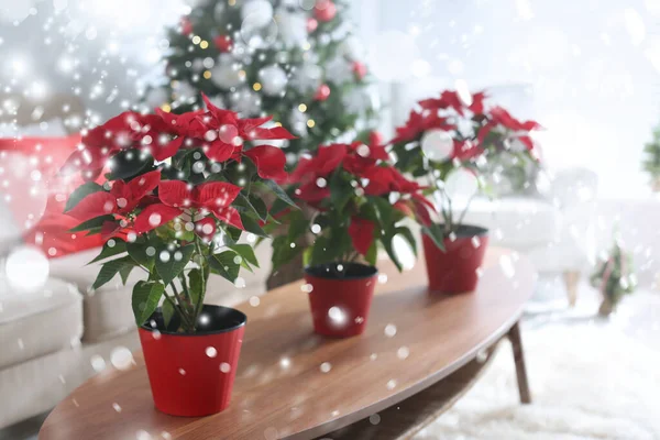 Flores Tradicionais Poinsettia Natal Quarto Efeito Queda Neve Primeiro Plano — Fotografia de Stock
