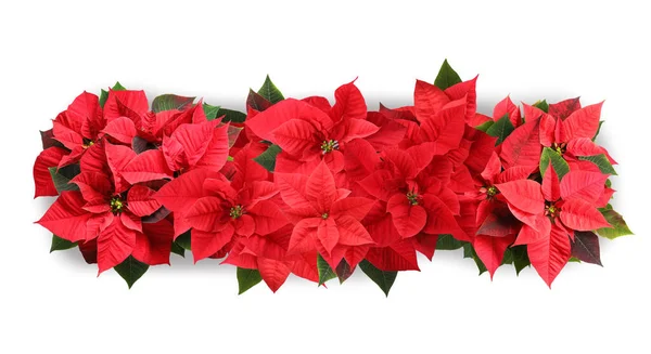 Kerstmis Traditionele Poinsettia Bloemen Witte Achtergrond Bovenaanzicht Banner Ontwerp — Stockfoto