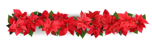 Kerstmis Traditionele Poinsettia Bloemen Witte Achtergrond Bovenaanzicht Banner Ontwerp — Stockfoto