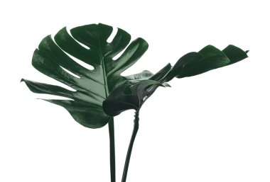 Güzel canavar yaprakları beyazın üzerinde izole. Tropik bitki