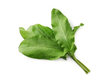 Beyaz arka planda taze yeşil kuş yaprakları var.