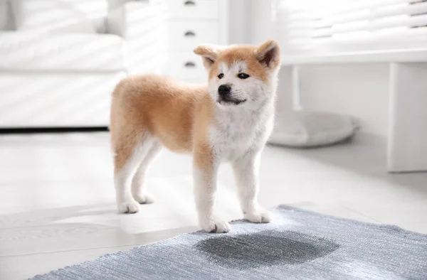 Adorable Cachorro Akita Inu Cerca Del Charco Alfombra Casa — Foto de Stock