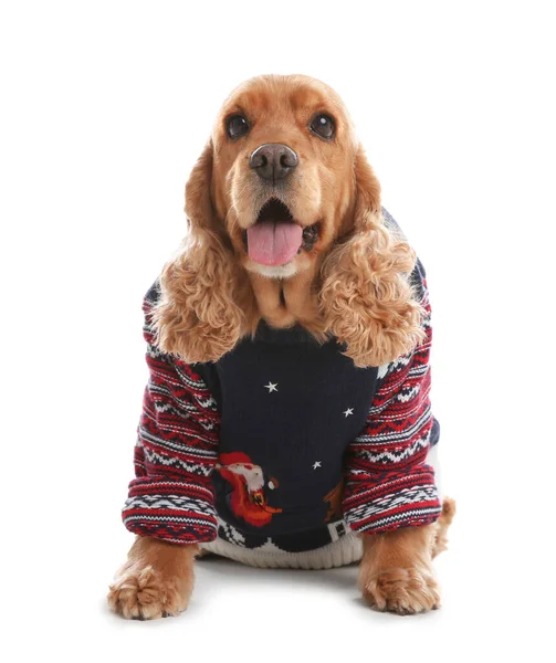 Adorabile Cocker Spaniel Maglione Natale Sfondo Bianco — Foto Stock