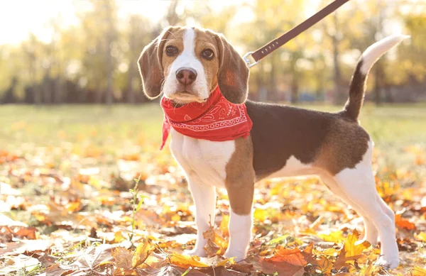 秋の日に公園でかわいいビーグル 犬の散歩 — ストック写真