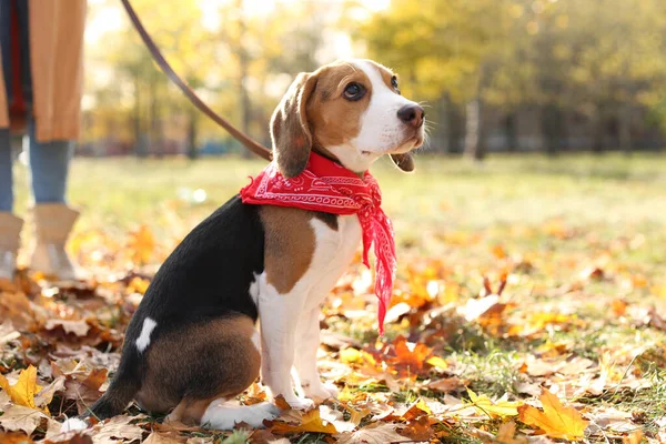 女性歩く彼女のかわいいですビーグル犬で公園で秋の日 — ストック写真