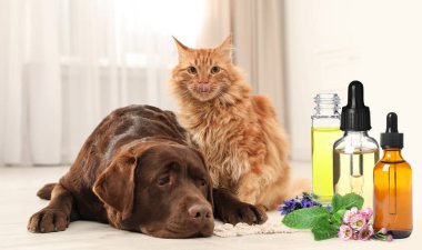 Hayvanlar için Aromaterapi. Arka planda kedi ve köpeğin yanında gerekli yağlar
