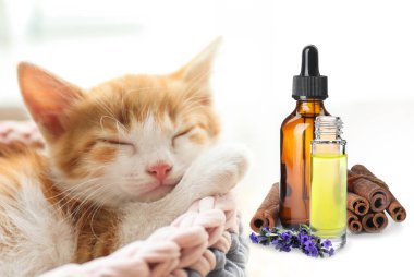 Hayvanlar için Aromaterapi. Temel yağlar ve arka planda sevimli kedi yavrusu
