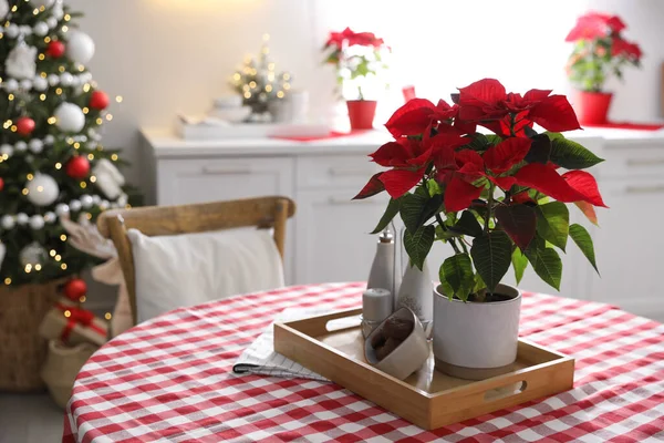 Bela Poinsettia Mesa Cozinha Flor Natal Tradicional — Fotografia de Stock