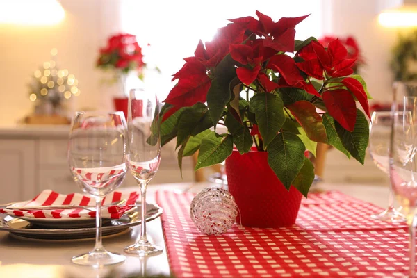 Όμορφη Γλάστρα Poinsettia Και Σετ Από Πιάτα Στο Τραπέζι Εσωτερικούς — Φωτογραφία Αρχείου