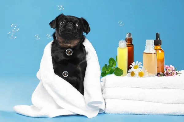 Aromatherapy for animals. Cute black Petit Brabancon dog near towels with essential oils on light blue background