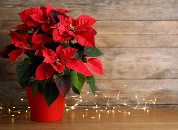 Poinsettia Tradycyjny Kwiat Bożonarodzeniowy Lampki Drewnianym Stole Miejsce Tekst — Zdjęcie stockowe