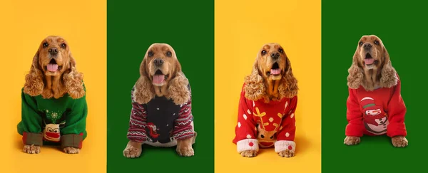 Cute Dogs Christmas Sweaters Color Backgrounds Banner Design — Stock Photo, Image