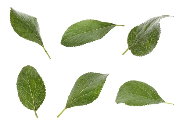 Πράσινα Φύλλα Δαμάσκηνου Που Πέφτουν Λευκό Φόντο — Φωτογραφία Αρχείου