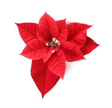 Güzel Poinsettia beyaz, üst manzara izole. Geleneksel Noel çiçeği