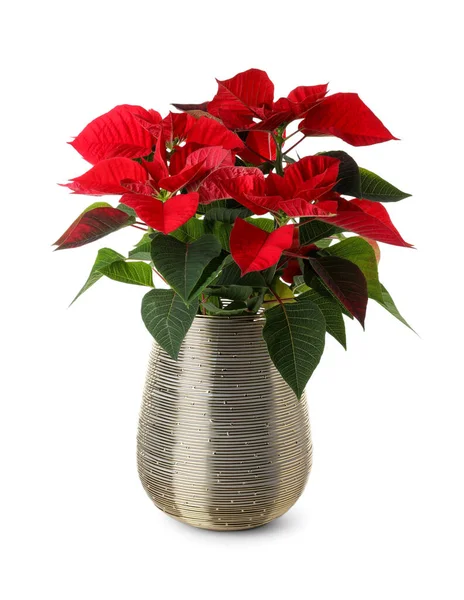 Gyönyörű Poinsettia Hagyományos Karácsonyi Virág Fehér Háttér — Stock Fotó