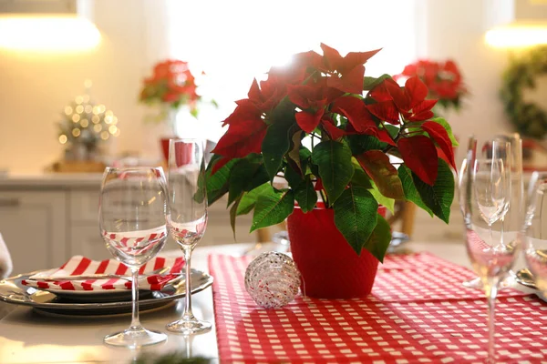 Schöne Weihnachtssterne Und Geschirr Auf Dem Tisch Der Küche Innenarchitektur — Stockfoto