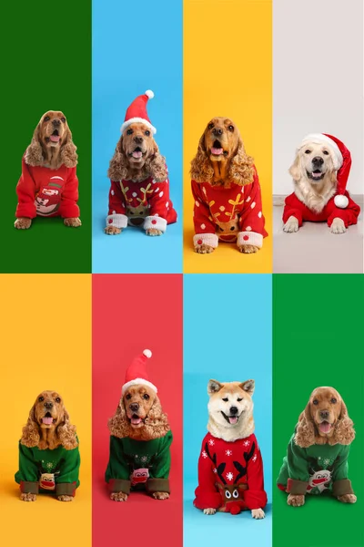 Cute Dogs Christmas Sweaters Santa Hats Color Backgrounds — Stock Photo, Image