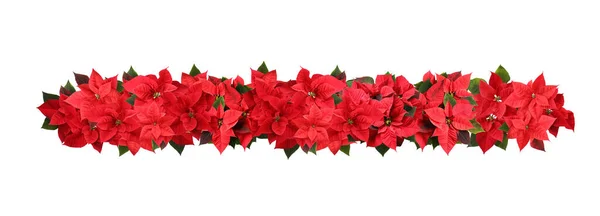 Kerstmis Traditionele Poinsettia Bloemen Witte Achtergrond Bovenaanzicht Banner Ontwerp — Stockfoto