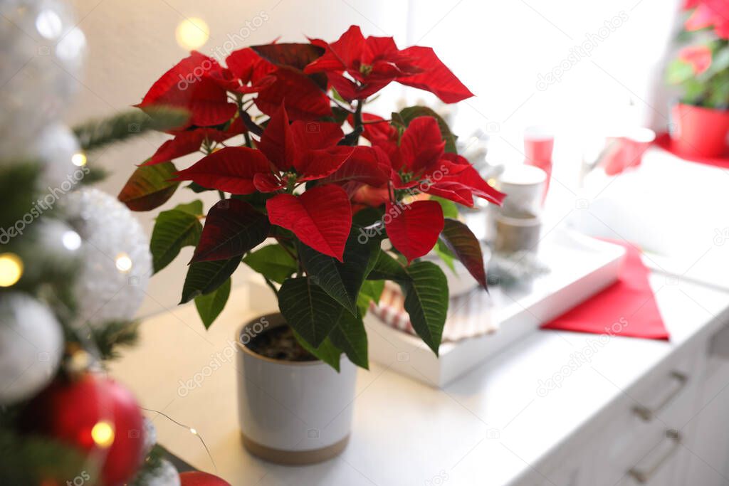 Beautiful Poinsettia on white kitchen counter. Traditional Christmas flower