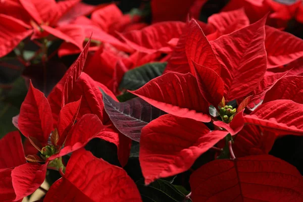 Red Poinsettia Como Fondo Primer Plano Navidad Flor Tradicional — Foto de Stock