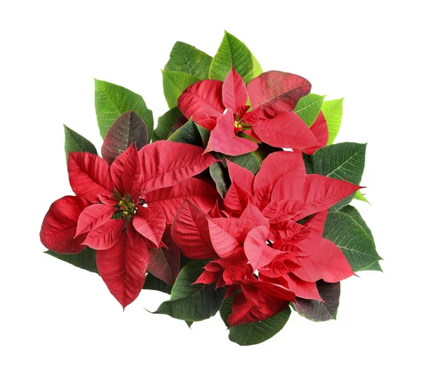 Red Poinsettia Geïsoleerd Wit Bovenaanzicht Kerstmis Traditionele Bloem — Stockfoto