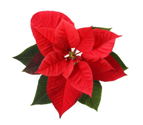 Prachtige Poinsettia Geïsoleerd Wit Bovenaanzicht Traditionele Kerstbloem — Stockfoto