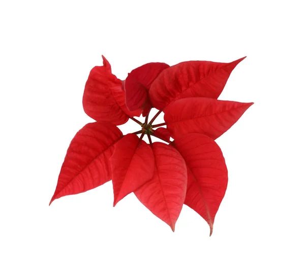 Prachtige Poinsettia Geïsoleerd Wit Bovenaanzicht Traditionele Kerstbloem — Stockfoto