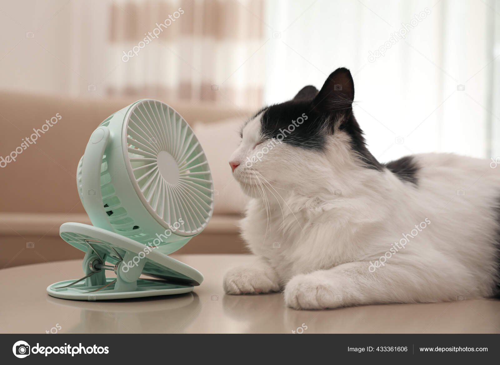 Chat Moelleux Mignon Profitant Flux D'air Ventilateur Sur Table L'intérieur  — Photo de stock par ©NewAfrica - 433361606