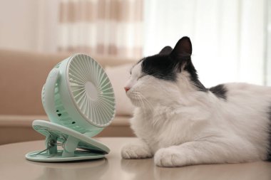 Şirin pofuduk kedi içerideki masada pervaneden hava akışının keyfini çıkarıyor. Yaz sıcağı