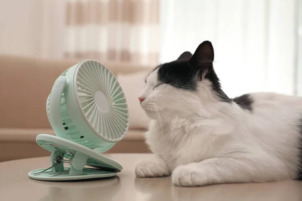Cute Puszysty Kot Korzystających Przepływu Powietrza Wentylatora Stole Pomieszczeniach Ciepło — Zdjęcie stockowe