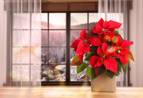 Karácsonyi Hagyományos Poinsettia Virág Pot Asztalon Ablak Mellett Szöveg Helye — Stock Fotó