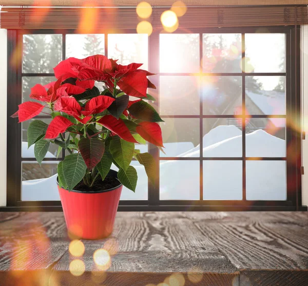 Christmas Traditional Poinsettia Flower Pot Table Window Bokeh Effect Space — Stock Photo, Image