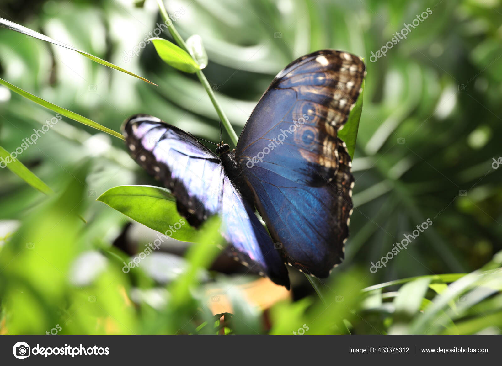 Beautiful Common Morpho Butterfly Green Plant Garden Stock Photo by