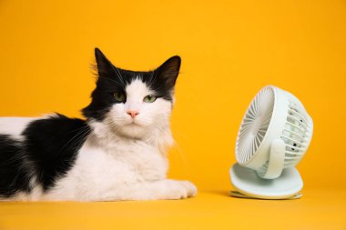 Şirin pofuduk kedi sarı arka planda vantilatörden hava akımının keyfini çıkarıyor. Yaz sıcağı