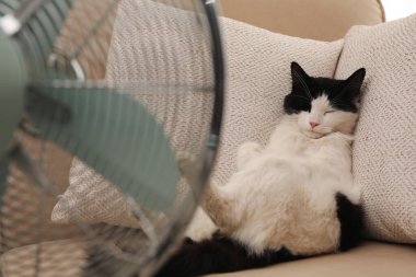 Şirin pofuduk kedi kanepedeki havalandırmadan hava akımının tadını çıkarıyor. Yaz sıcağı