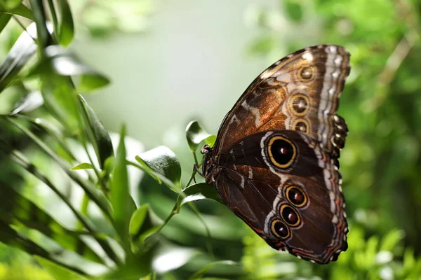 Όμορφη Κοινή Πεταλούδα Morpho Στο Πράσινο Φυτό Στον Κήπο — Φωτογραφία Αρχείου