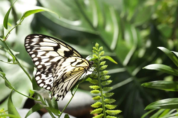 Όμορφη Πεταλούδα Ριζόχαρτο Πράσινο Φυτό Στον Κήπο — Φωτογραφία Αρχείου