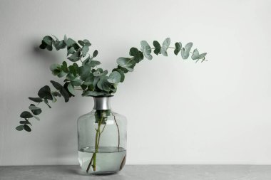 Güzel okaliptüs dalları gri masada, beyaz arka planda cam vazoda. Metin için boşluk