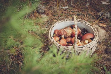 Ormanda içi taze mantar dolu sepet.