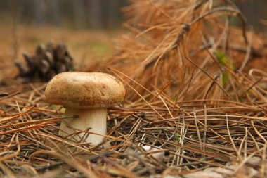 Ormanda yetişen küçük Porcini mantarı, yakın plan.