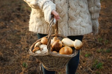 Woman holding basket with porcini mushrooms in forest, closeup clipart