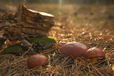 Ormanda yetişen kahverengi mantarlar, yakın plan.